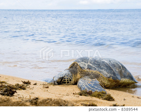 sea turtle 8389544