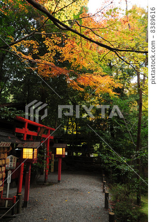 京都野宮神社的秋天 8389616