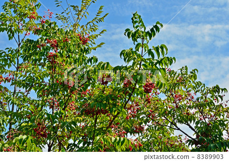 樹·Gonzui Mitsubutsugi 樹·Gonzui Mitsubutsugi 8389903