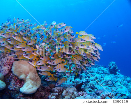 A mass of red snapper ♪ 8390119