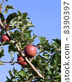 Apple Aomori Prefecture 8390397