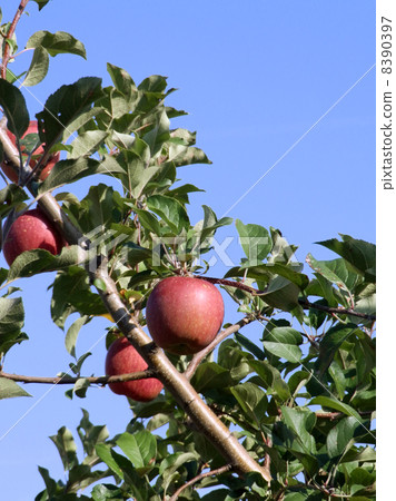Apple Aomori Prefecture 8390397