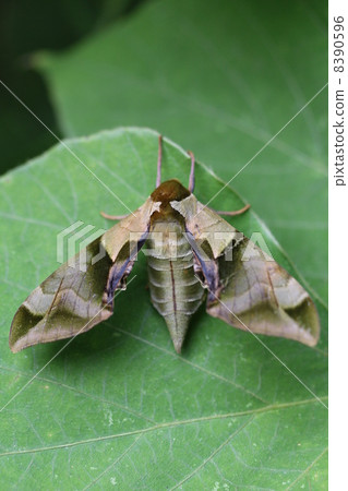 由翻譯提供支持 8390596