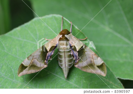 由翻譯提供支持 8390597