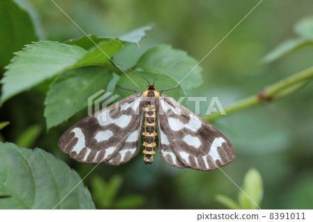 Ume Edakashu 8391011