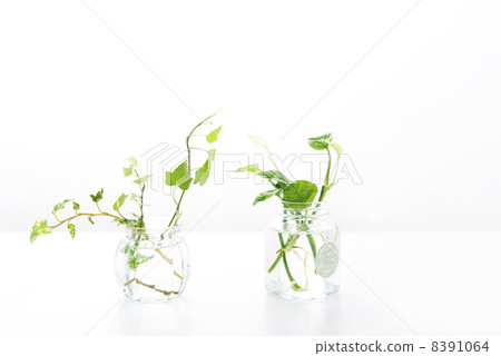 常春藤和Pothos 常春藤和Pothos 8391064