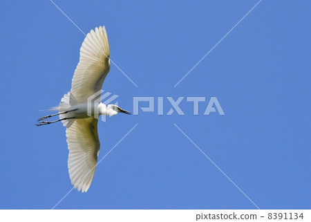 Flight of Shirasagi Flight of Shirasagi 8391134