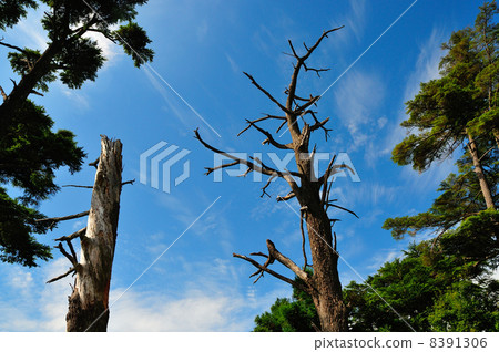 Scenery of Miyajima Miyama 8391306