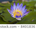 Water lily _ 01 8401836