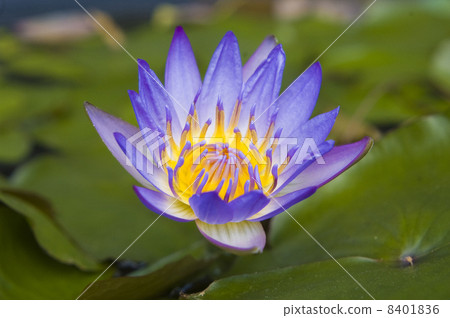 Water lily _ 01 Water lily _ 01 8401836