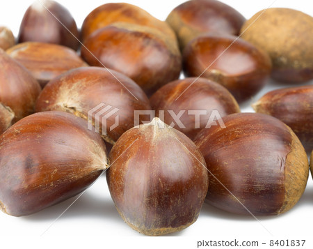 Chestnut white background Chestnut white background 8401837