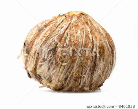 Striped chestnut white background Striped chestnut white background 8401838