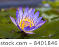 Water lily _ 02 8401846