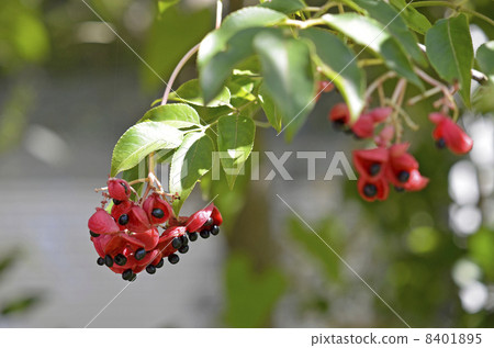 Fruits and seeds of Gonzui Fruits and seeds of Gonzui 8401895