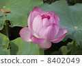 Husband _ 02 8402049