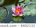 Water lily _ 03 8402132