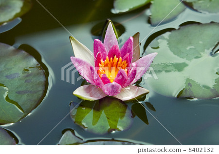 睡蓮_ 03 睡蓮_ 03 8402132