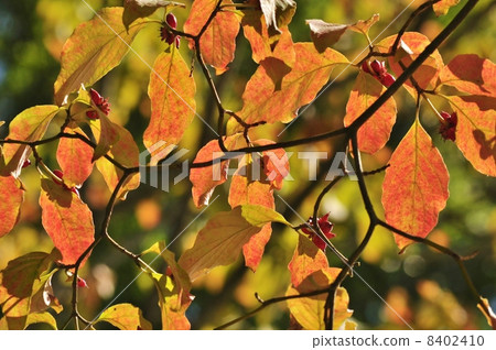 Autumn leaves of flower tree Autumn leaves of flower tree 8402410
