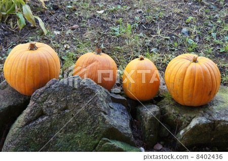 pumpkin 8402436