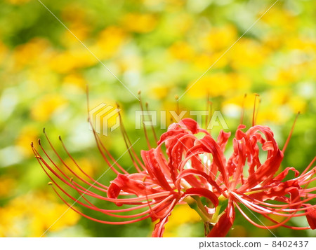 Cluster amaryllis 8402437