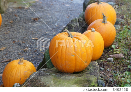 pumpkin 8402438