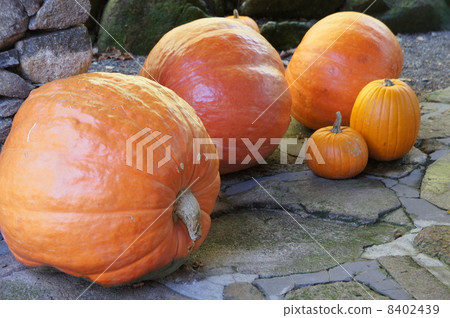 pumpkin 8402439