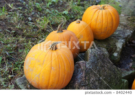 pumpkin 8402440