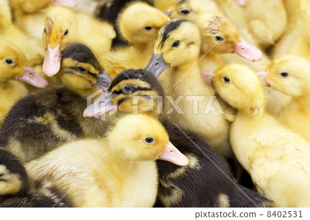 small yellow and black ducks 8402531