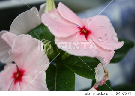 喇叭花 8402871