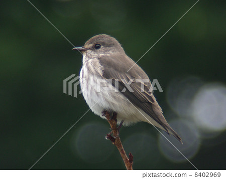 Kosametepataki 8402969