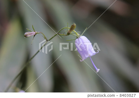 Adenophortriphylla Adenophortriphylla 8403027