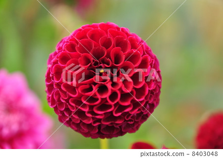 Dahlia flower Dahlia flower 8403048