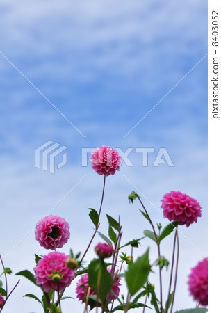 Dahlia flower 8403052