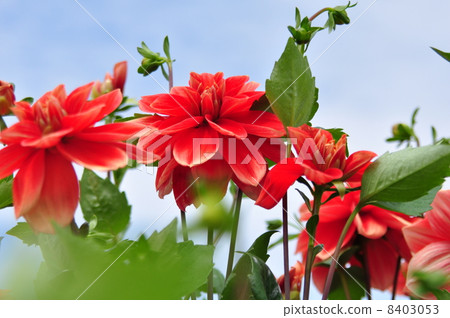 Dahlia flower 8403053