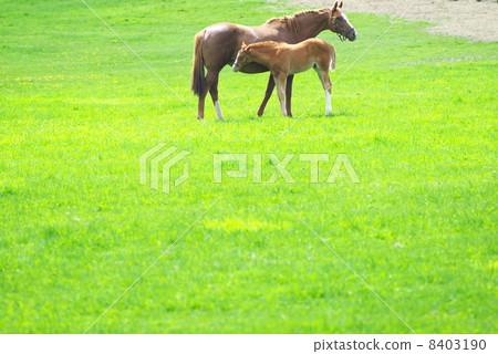 純種生產大農場馬的父母和孩子 8403190