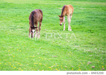 純種生產農場的傻瓜 8403200