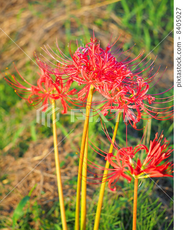 Cluster amaryllis 8405027