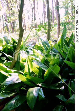 哈蘭作為一個群體：Oranchia 8405129