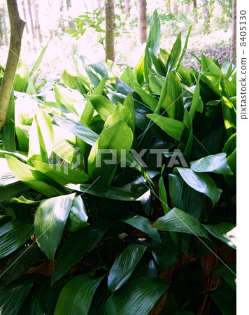 哈蘭作為一個群體:Oranchia 哈蘭作為一個群體:Oranchia 8405130