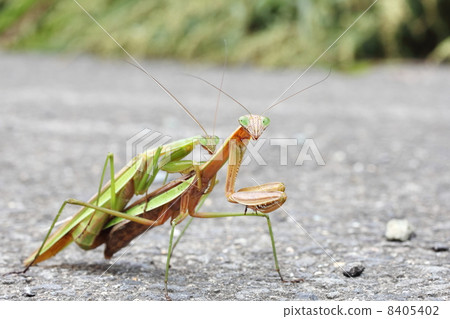螳螂交配 8405402