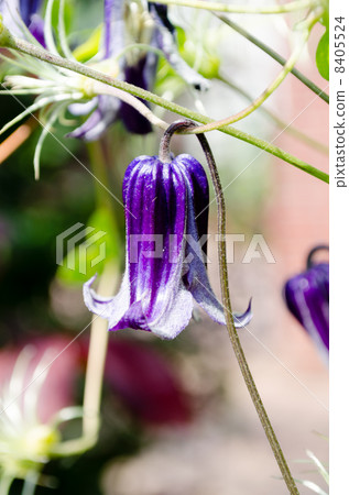 Clematis roguuchi 8405524