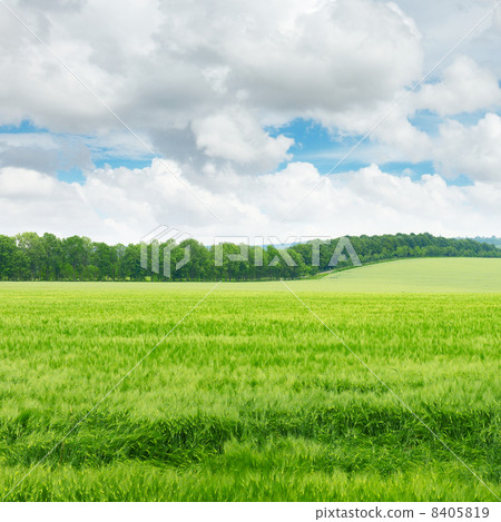 wheat field and blue sky wheat field and blue sky 8405819