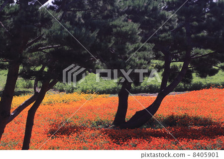  黃波斯菊 8405901