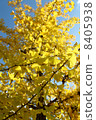 Ginkgo biloba 8405938
