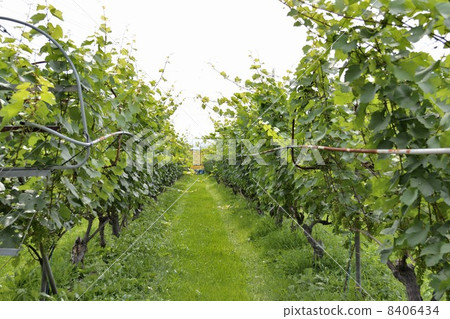葡萄園 葡萄園 8406434