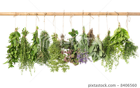 varios fresh herbs hanging isolated on white varios fresh herbs hanging isolated on white 8406560