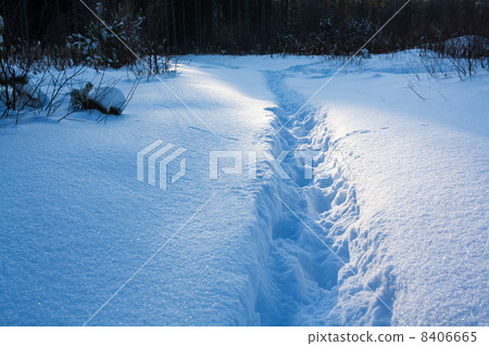 traces on a footpath in the winter wood 8406665