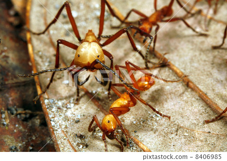 Army ant soldier guarding a trail of workers Army ant soldier guarding a trail of workers 8406985