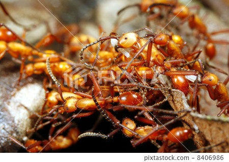 army ant workers forming a bridge army ant workers forming a bridge 8406986