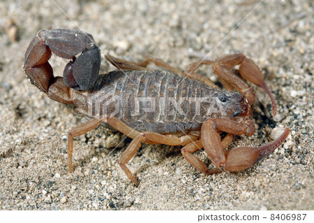 Scorpion in the Ecuadorian Andes 8406987